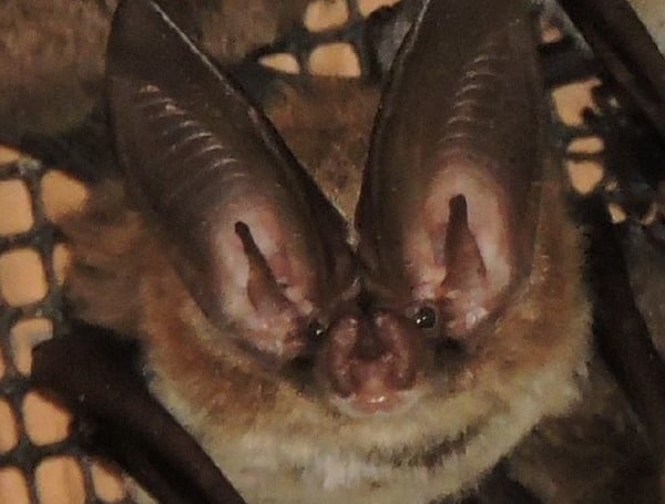 Florida Bats