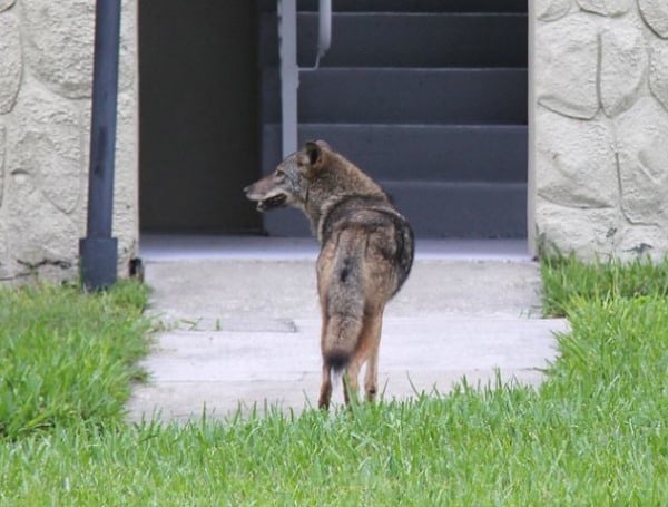 Coyotes are found throughout Florida and they are part of the landscape,” said Greg Kaufmann, FWC Wildlife Assistance Program Administrator. “There is a strong possibility coyotes are in your community, even if you are living in an urban part of the state