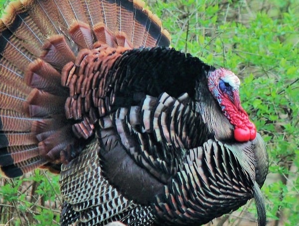 Florida Hunting turkey FWC