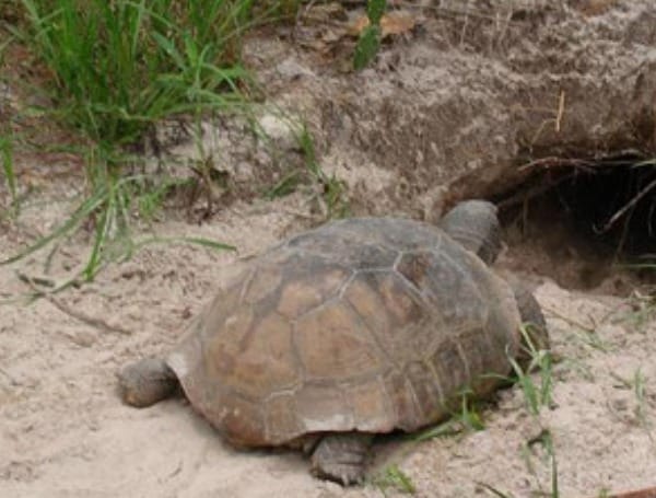 Gopher Tortoise Day