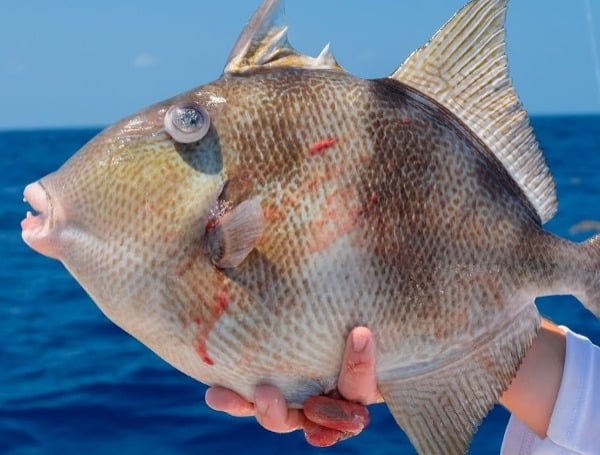 Gray Triggerfish