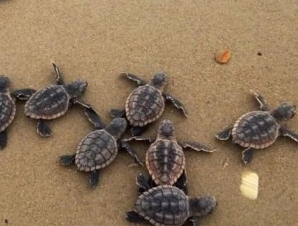 Sea turtle nesting season