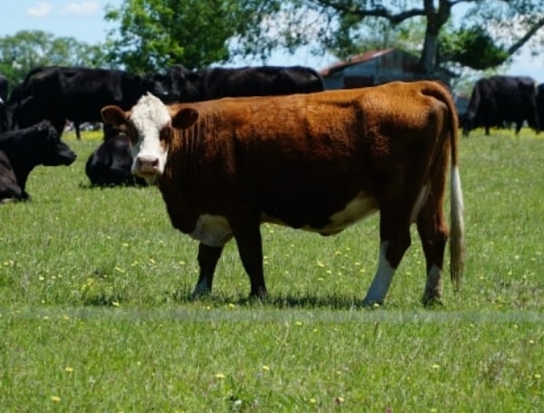 Colorado Livestock