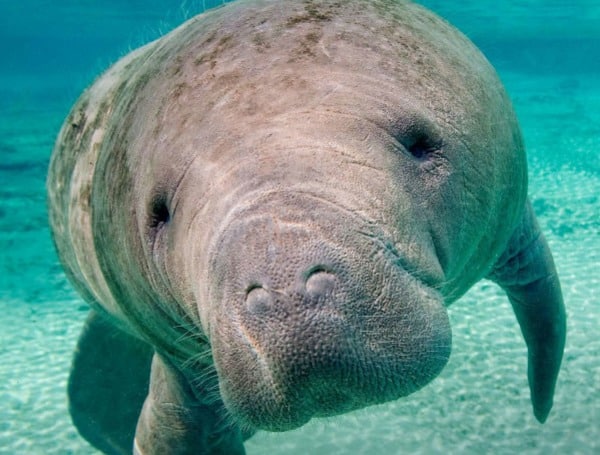 November is Manatee Awareness Month, an important time for boaters to go slow and look out below to watch for manatees as they travel to warmer water sites around the state.