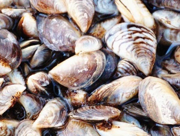 Florida Zebra Mussels