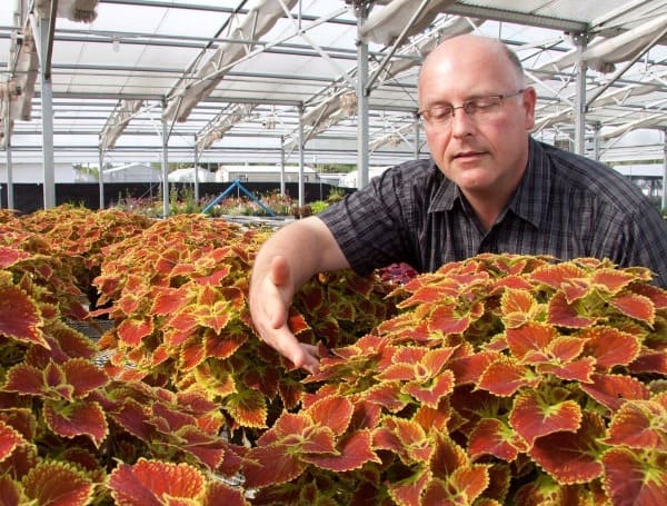 DR. DAVID CLARK SHOWING SOME OF HIS COLEUS AT A GREENHOUSE AT UF/IFAS IN GAINESVILLE. CREDIT: "UF/IFAS photography."