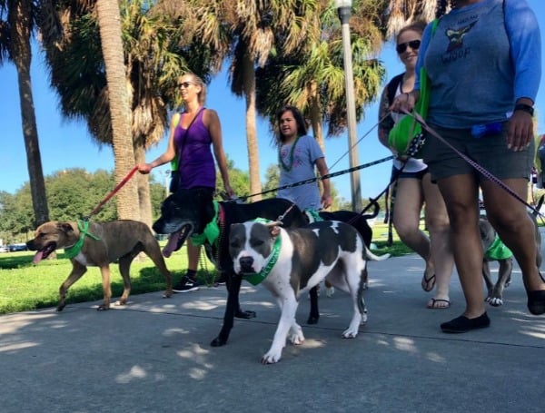 Tampa Pet Walk