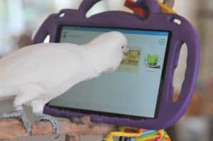 746382 www parrotkindergarten com 300x199 1