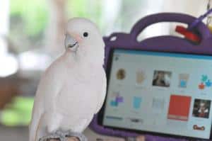 Parrot Kindergarten
