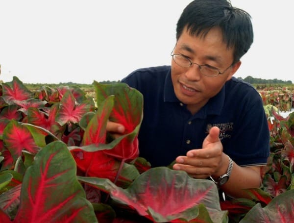 As a UF IFAS plant breeder Zhanao Deng