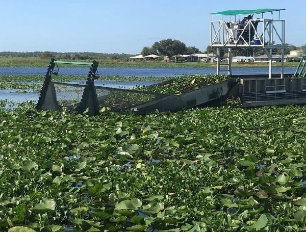 FWC to mechanically remove floating invasive plants in Lake Kissimmee