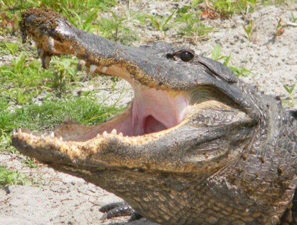Alligators Florida Gator Hunting Hours