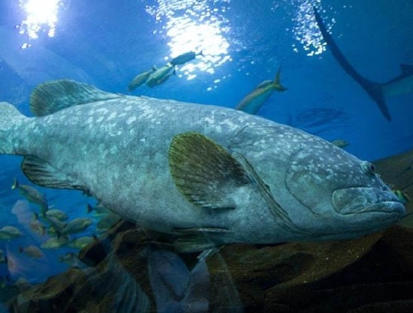 The following species will reopen to recreational harvest on May 1 in Florida state and federal waters of the Atlantic: hogfish; blueline tilefish; gag, black, red, yellowmouth, and yellowfin grouper; scamp; red hind; rock hind; coney; and graysby.