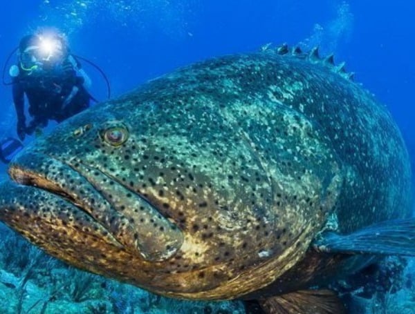 Several species of grouper and snapper will either open or close to harvest in Gulf and Atlantic state waters starting Jan. 1. 