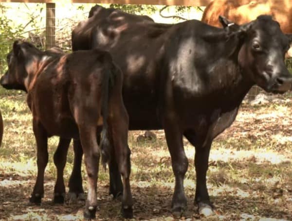 Cattle Ranch Hillsborough