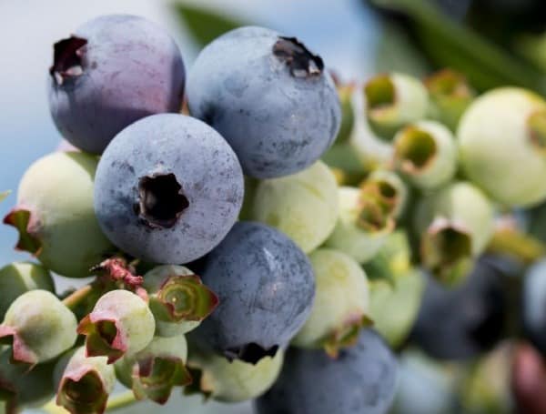 Blueberries on vines. Courtesy, UF/IFAS photography.