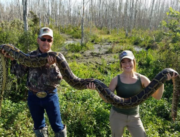 Florida Governor Ron DeSantis highlighted Friday the start of the 2023 Florida Python Challenge®, which will run for ten days. 