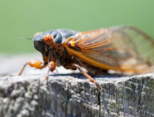 Dont eat cicadas