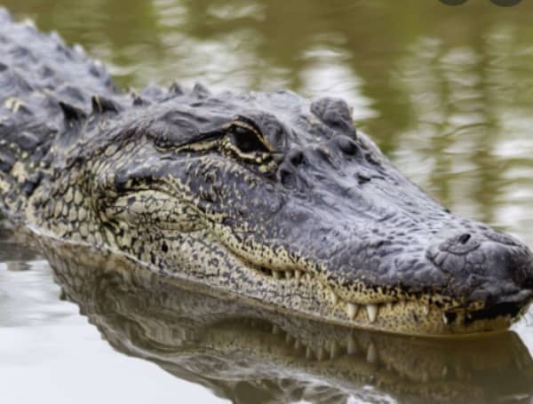 A Florida man is being treated at the hospital after an alligator bit him in Myakka City, according to Florida Fish and Wildlife Conservation Commission (FWC).