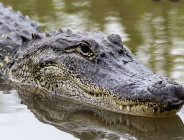 Alligators Florida Gator Hunting Hours