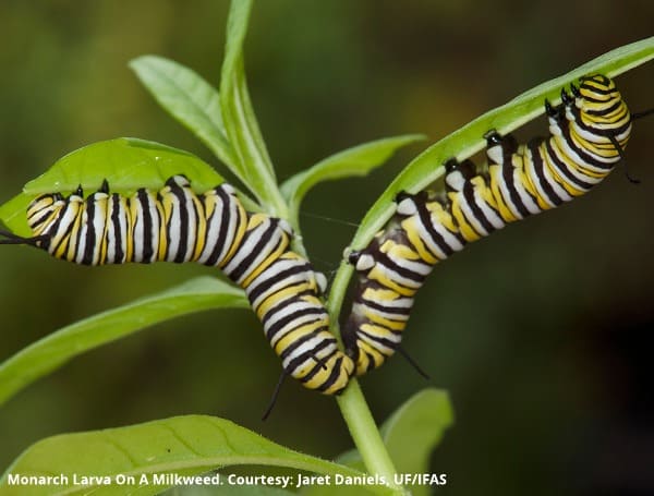 Monarch larva on a milkweed. It is "courtesy, Jaret Daniels, UF/IFAS