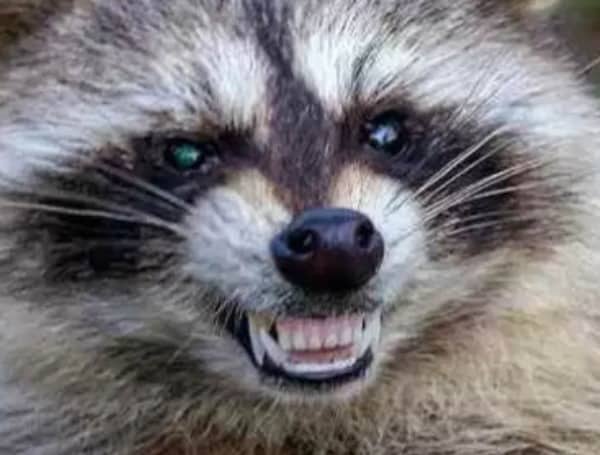 Rabies Polk County