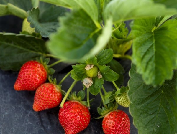 Strawberries Florida