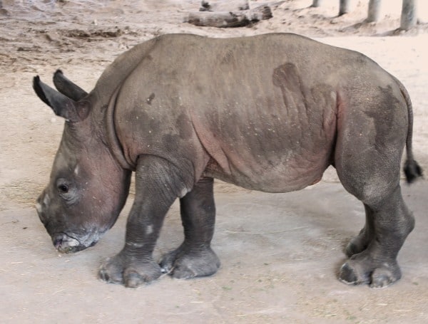 BIG BABY NEWS: IT’S A GIRL! RARE SOUTHERN WHITE RHINO BORN AT ZOOTAMPA AT LOWRY PARK