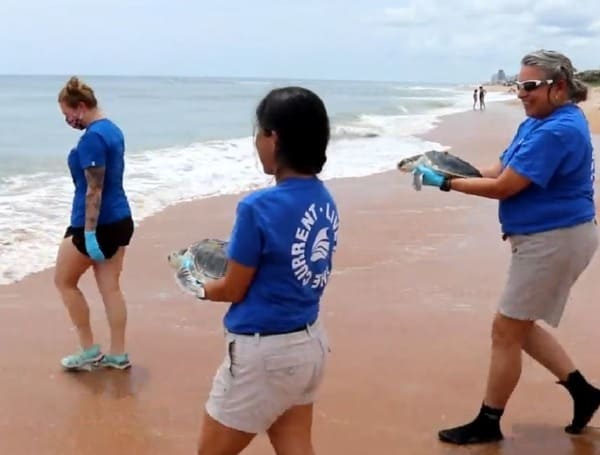 Sea Turtles Released