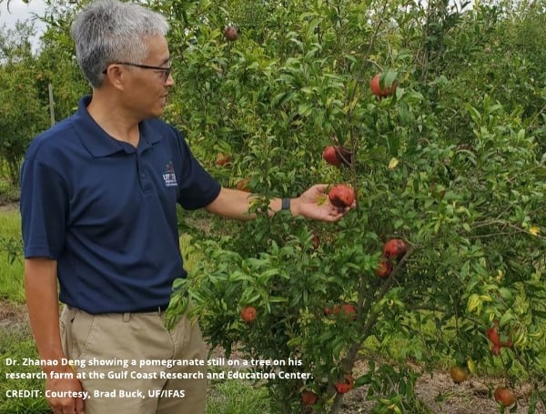 Dr. Zhanao Deng showing a pomegranate still on a tree on his research farm at the Gulf Coast Research and Education Center. CREDIT: Courtesy, Brad Buck, UF/IFAS
