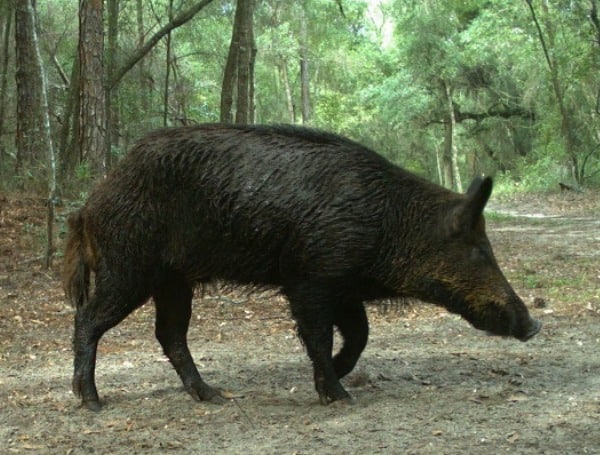 will be holding a feral hog management hunt on the Lower Hillsborough Wilderness Preserve in Hillsborough County Nov. 30 – Dec. 2. The property will be closed to the public from dusk until dawn during the hunts. Normal daytime operations in the park will not be affected.