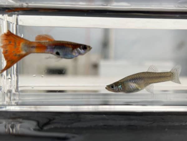 photo shows a guppy and a mosquitofish. Guppies have the color; mosquitofish are drab. The photo is taken at the UF/IFAS Tropical Aquaculture Laboratory in Ruskin, and they’re “courtesy, Quenton Tuckett, UF/IFAS.”