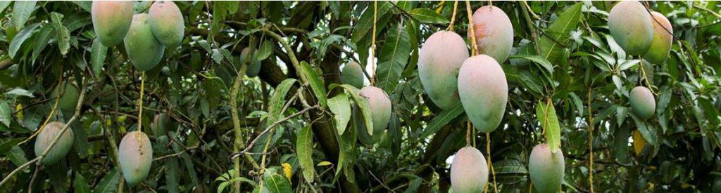 fruit trees florida