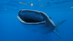 758814 whale shark 300x171 1