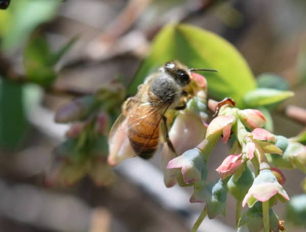 Florida Honeybee
