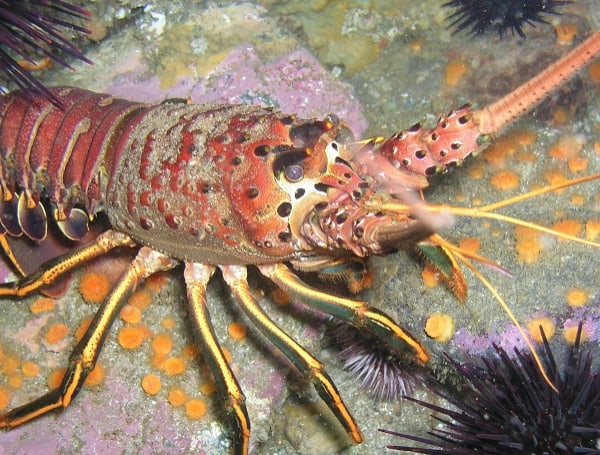 The 2022 recreational and commercial spiny lobster season starts Aug. 6 and runs through March 31, 2023.