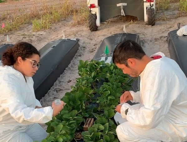 UF study gives strawberry growers a ray