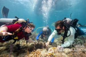 Divers restore reefs at Coralpalooza™ 2019
