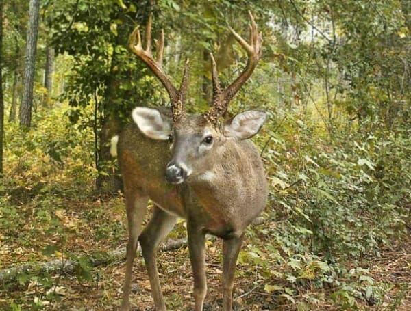 Deer and Covid Florida