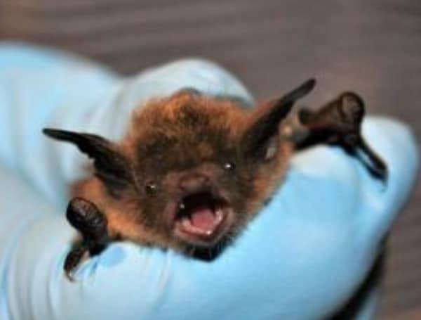 Rabies Bat Cases Confirmed Polk County
