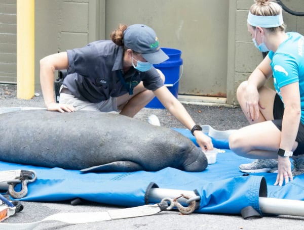 Wildlife officials are concerned that continuing habitat problems could lead to a decline in fertility for manatees in Florida.