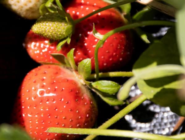 Fall A time to grow and eat your own strawberries at home