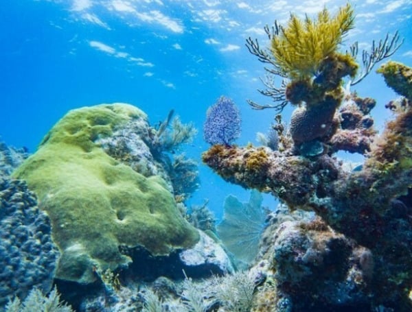 Coral Reef (File)