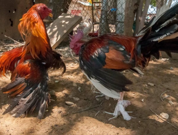 Cock Fighting Arrested