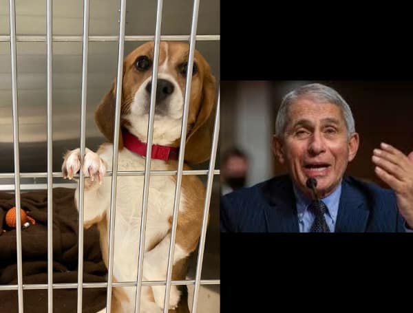Florida Republicans Join GOP Rep. Mace In Demanding Answers On Fauci’s Dog Experiments