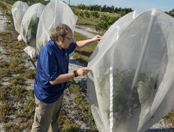 Dr. Fernando Alferez tending to mesh covers protecting individual citrus trees at the UF/IFAS Southwest Florida Research and Education Center in Immokalee.