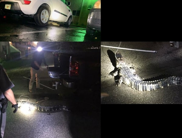 Things you expect and see in Florida. Deputies in Florida spotted a 6-foot alligator crossing W. Delaware Avenue in Collier County...