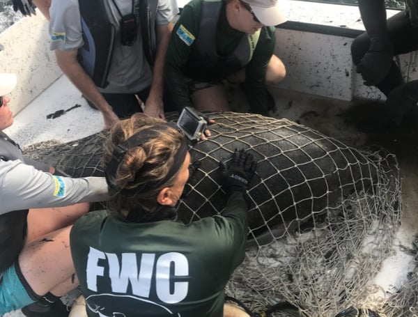 A record in Florida has been surpassed, and not one to be proud of. 1,003 manatees have died in Florida from Jan 1, 2021, through November 12, 2021.