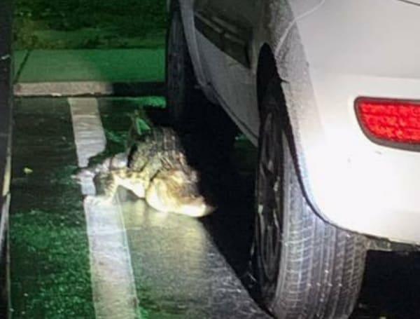 Things you expect and see in Florida. Deputies in Florida spotted a 6-foot alligator crossing W. Delaware Avenue in Collier County...