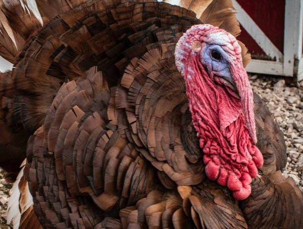 Florida Turkey Shoot Canceled From Bidenflation